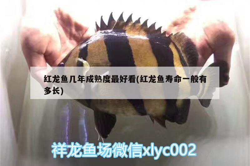 桃山水族批发市场：电视剧中哪些突然下线的角色让你意难平 观赏鱼水族批发市场 第2张