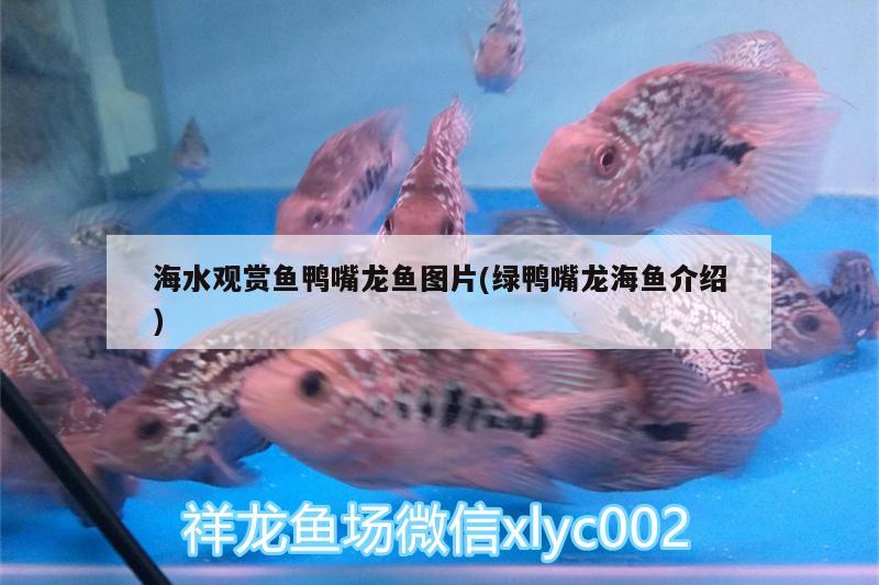 海水观赏鱼鸭嘴龙鱼图片(绿鸭嘴龙海鱼介绍) 白子球鲨鱼