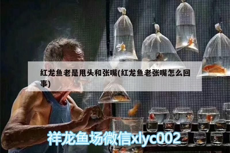 红龙鱼老是甩头和张嘴(红龙鱼老张嘴怎么回事)