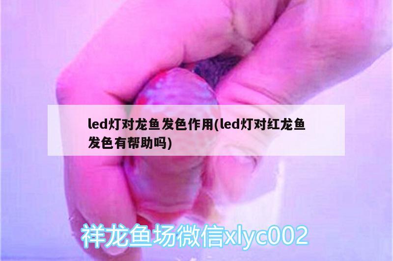 led灯对龙鱼发色作用(led灯对红龙鱼发色有帮助吗)