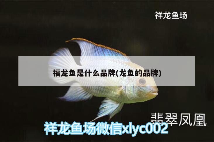 嘉峪关水族馆小红龙入缸第二天 祥龙水族护理水 第3张