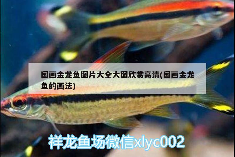 金帝王植物养殖方法：金帝王金钻