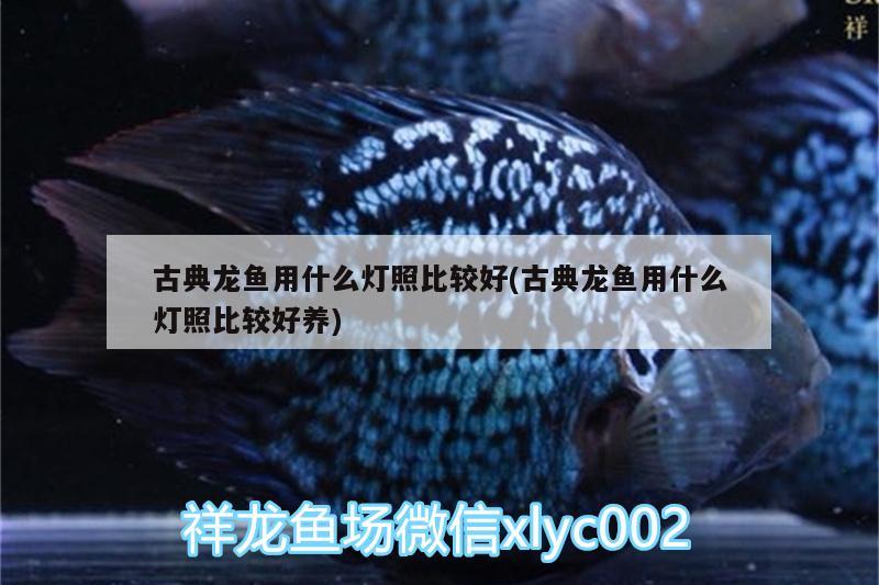 鱼缸胶水寿命多长 鱼缸胶水寿命多长时间 水族周边 第2张