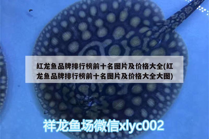 惠州水族批发市场：烟火向星辰所愿皆成真 观赏鱼水族批发市场 第4张