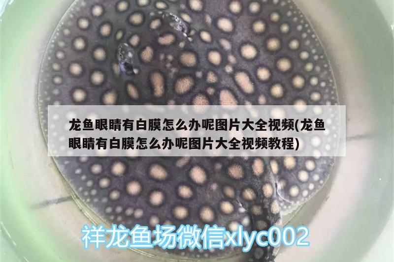 龙鱼眼睛有白膜怎么办呢图片大全视频(龙鱼眼睛有白膜怎么办呢图片大全视频教程)