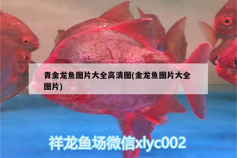 青金龙鱼图片大全高清图(金龙鱼图片大全图片) 广州祥龙国际水族贸易