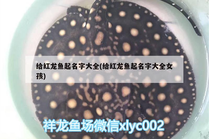 惠州水族批发市场：烟火向星辰所愿皆成真 观赏鱼水族批发市场 第2张