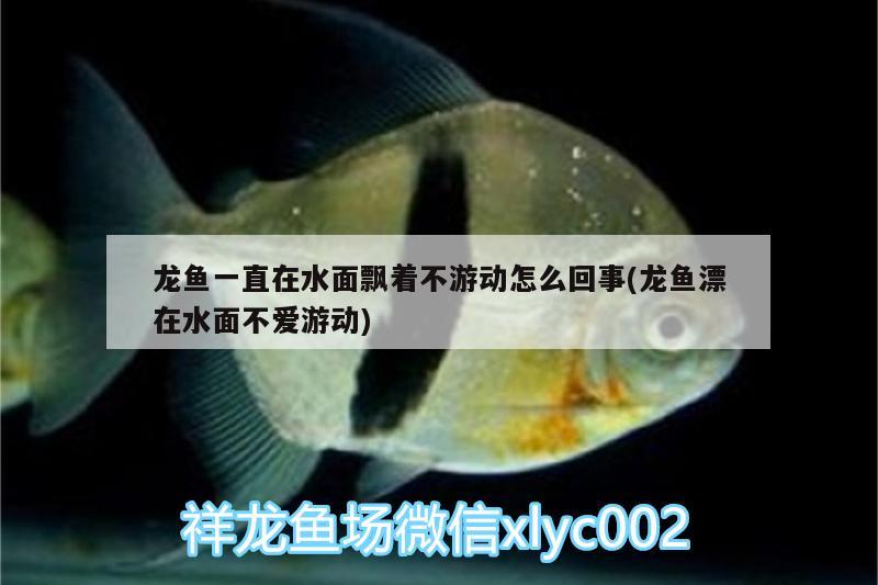 石家庄长安区田华水族用品店 全国水族馆企业名录 第3张