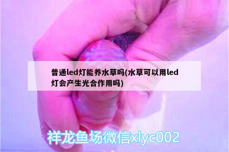 普通led灯能养水草吗(水草可以用led灯会产生光合作用吗)