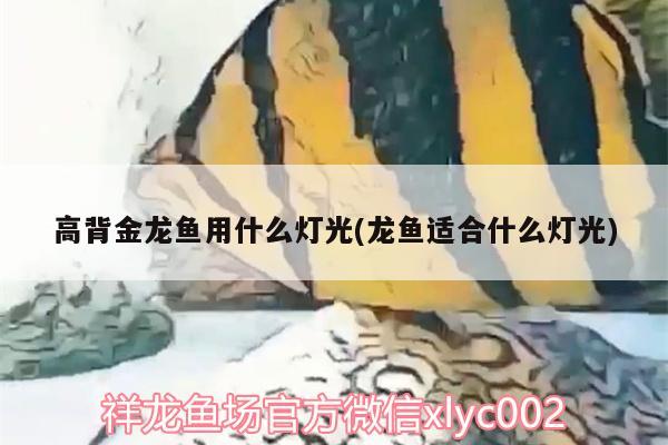 高背金龙鱼用什么灯光(龙鱼适合什么灯光)