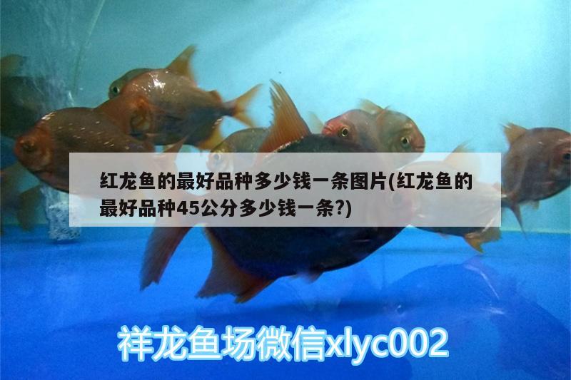 红龙鱼幼苗用臭氧可以吗(红龙鱼鱼苗) 泰庞海莲鱼