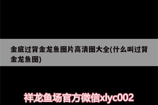 金底过背金龙鱼图片高清图大全(什么叫过背金龙鱼图)