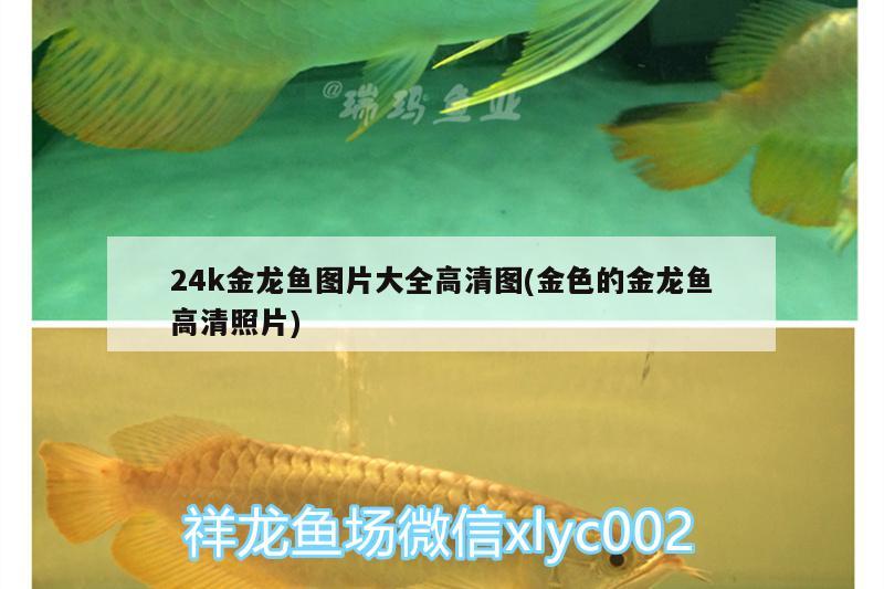 24k金龙鱼图片大全高清图(金色的金龙鱼高清照片) 帝王血钻