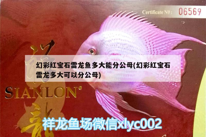 幻彩红宝石雷龙鱼多大能分公母(幻彩红宝石雷龙多大可以分公母) 赤荔凤冠鱼