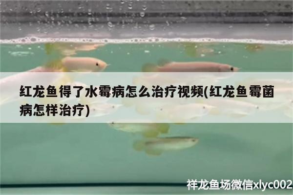 红龙鱼得了水霉病怎么治疗视频(红龙鱼霉菌病怎样治疗)