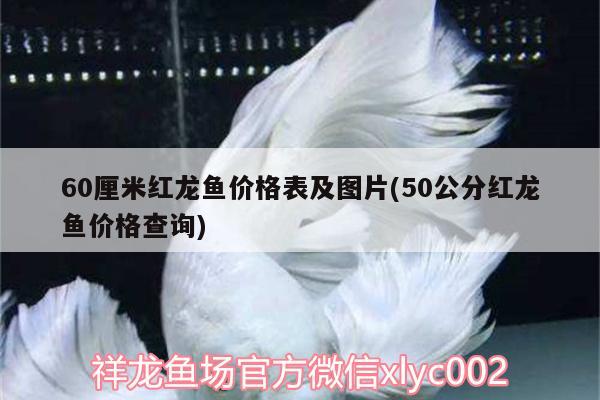 60厘米红龙鱼价格表及图片(50公分红龙鱼价格查询) 充氧泵