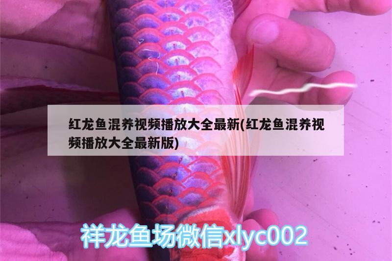 红龙鱼混养视频播放大全最新(红龙鱼混养视频播放大全最新版)