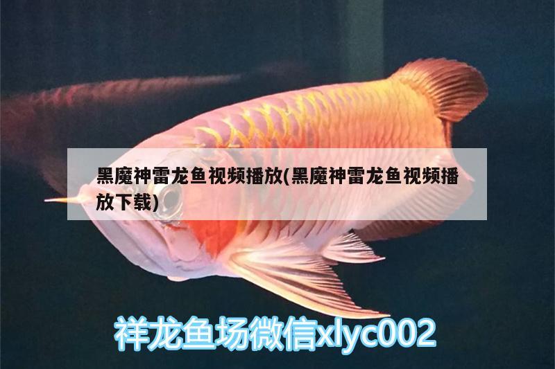 黑魔神雷龙鱼视频播放(黑魔神雷龙鱼视频播放下载) 广州水族器材滤材批发市场