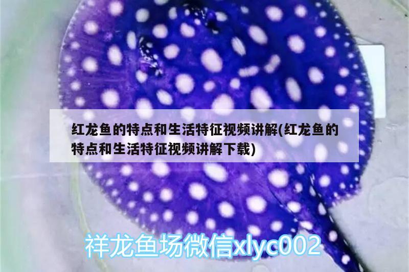 红龙鱼的特点和生活特征视频讲解(红龙鱼的特点和生活特征视频讲解下载) 印尼三纹虎