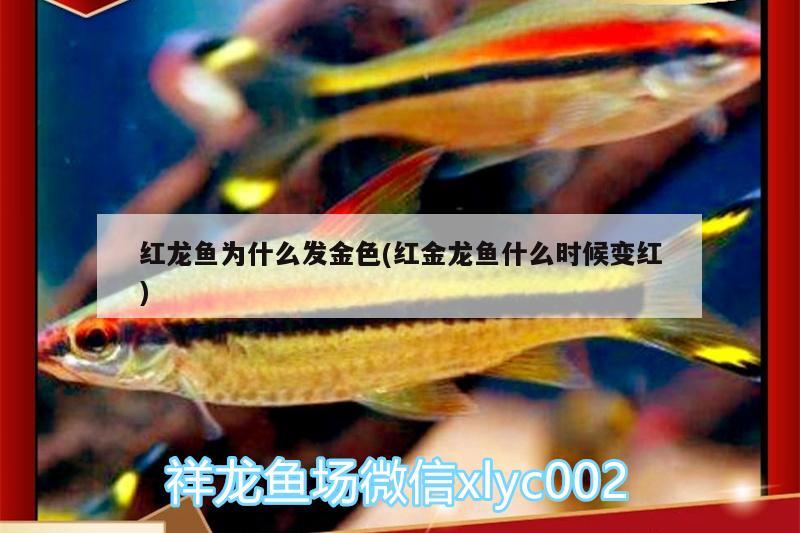 锦鲤鱼缸如何保持清洁（锦鲤鱼缸怎么打理） 其他品牌鱼缸 第1张