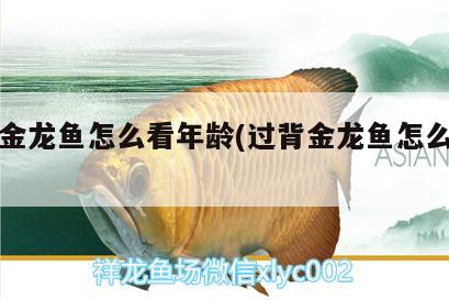 过背金龙鱼怎么看年龄(过背金龙鱼怎么看品相) 过背金龙鱼