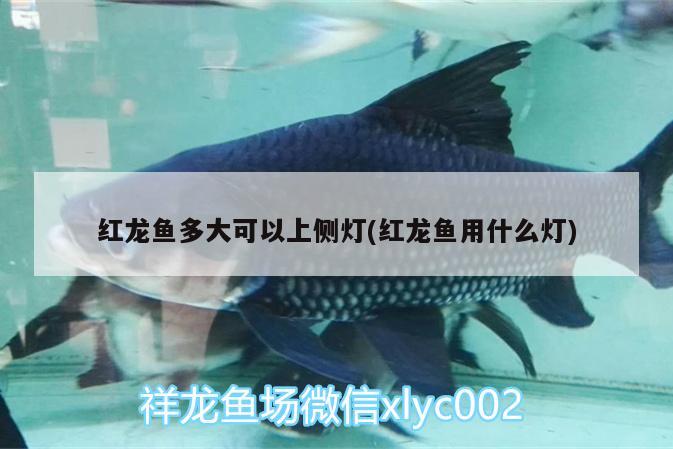 海口一木水族馆有限公司（海南一木水族）