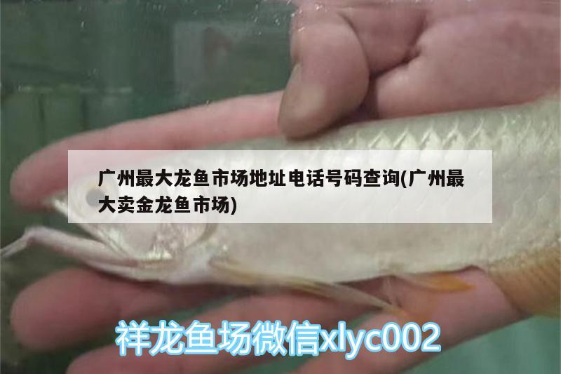 黄钻水虎鱼长多大，旧金山黄钻水虎好养吗 食人鱼（水虎） 第3张