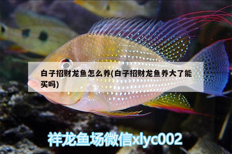 白子招财龙鱼怎么养(白子招财龙鱼养大了能买吗)