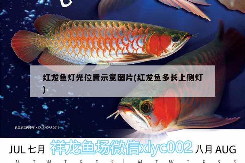 红龙鱼灯光位置示意图片(红龙鱼多长上侧灯) 广州水族批发市场