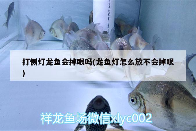 打侧灯龙鱼会掉眼吗(龙鱼灯怎么放不会掉眼)