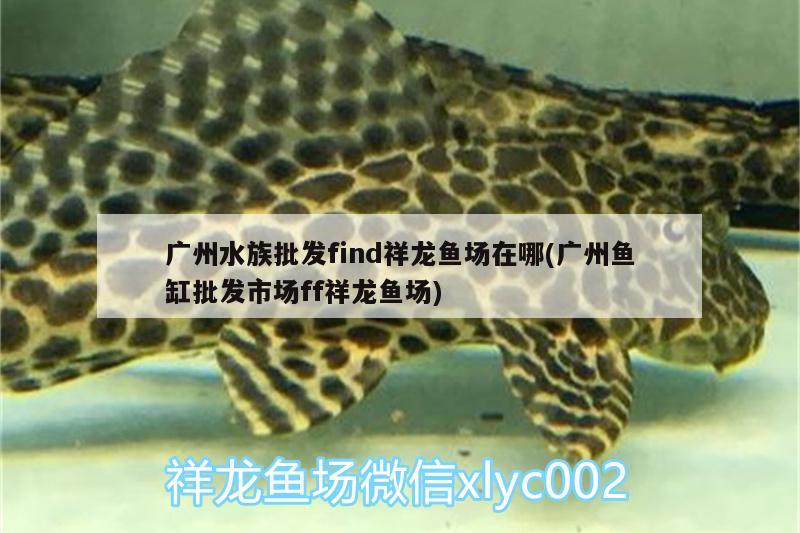 广州水族批发find祥龙鱼场在哪(广州鱼缸批发市场ff祥龙鱼场)