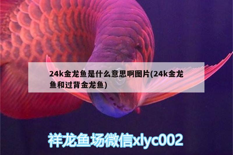 24k金龙鱼是什么意思啊图片(24k金龙鱼和过背金龙鱼) 过背金龙鱼