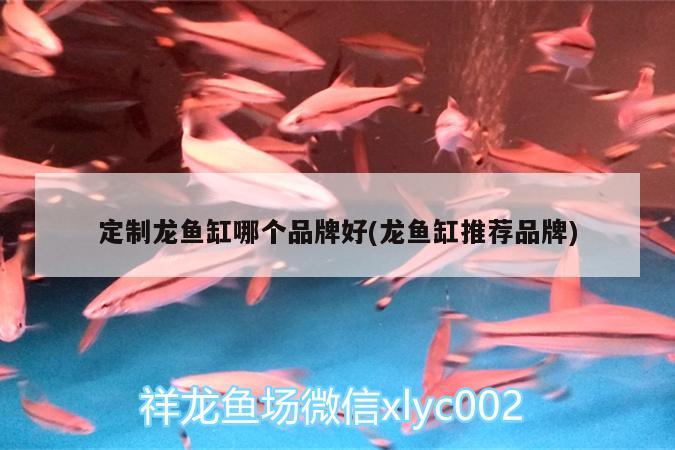 定制龙鱼缸哪个品牌好(龙鱼缸推荐品牌) 广州祥龙国际水族贸易