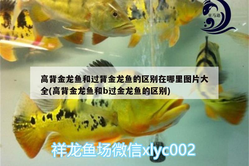 养鱼怎么布置鱼缸：鱼缸养鱼装饰 广州水族批发市场