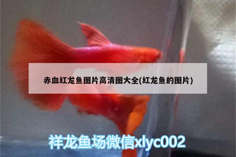 岳阳楼区青青水族馆 全国水族馆企业名录 第1张