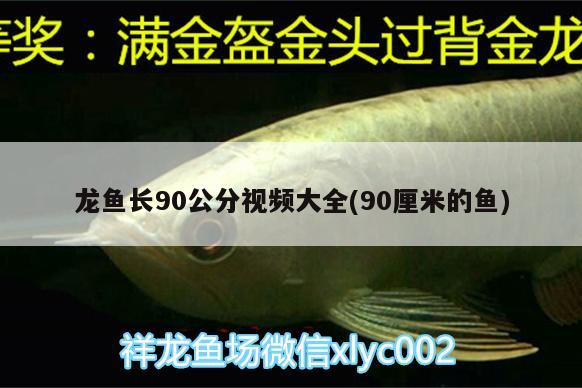 龙鱼长90公分视频大全(90厘米的鱼)