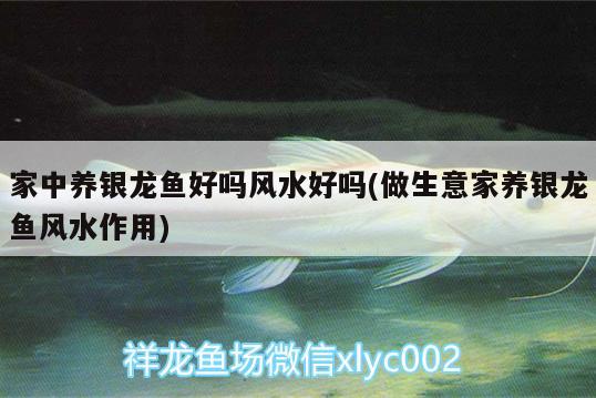 鞍山最大水族批发市场地址电话是多少（鞍山水族箱批发市场） 养鱼知识 第3张