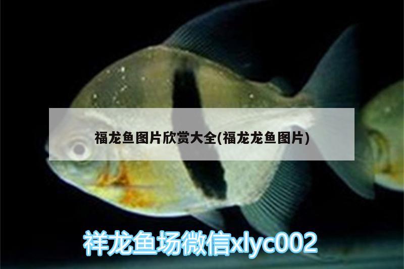 福龙鱼图片欣赏大全(福龙龙鱼图片) 鱼缸/水族箱 第3张