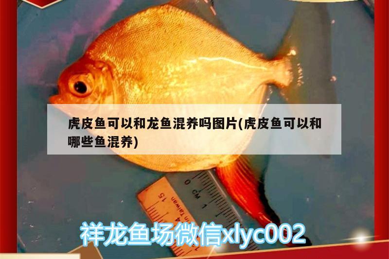 虎皮鱼可以和龙鱼混养吗图片(虎皮鱼可以和哪些鱼混养)