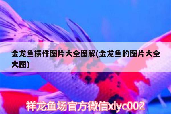 金龙鱼摆件图片大全图解(金龙鱼的图片大全大图) 龙鱼专用灯