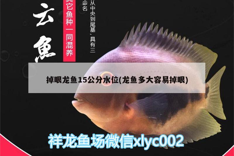 掉眼龙鱼15公分水位(龙鱼多大容易掉眼)