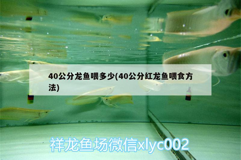 40公分龙鱼喂多少(40公分红龙鱼喂食方法)