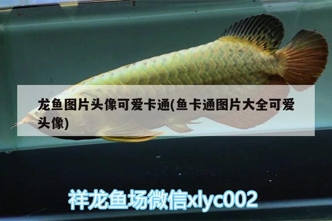 红龙鱼25度水温多少合适(红龙鱼25度水温多少合适呢)