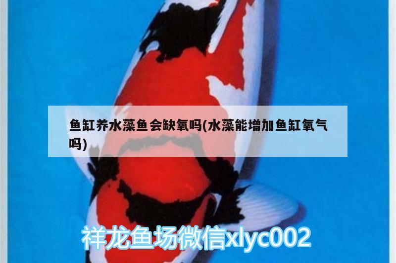 鱼缸养水藻鱼会缺氧吗(水藻能增加鱼缸氧气吗) 埃及神仙鱼