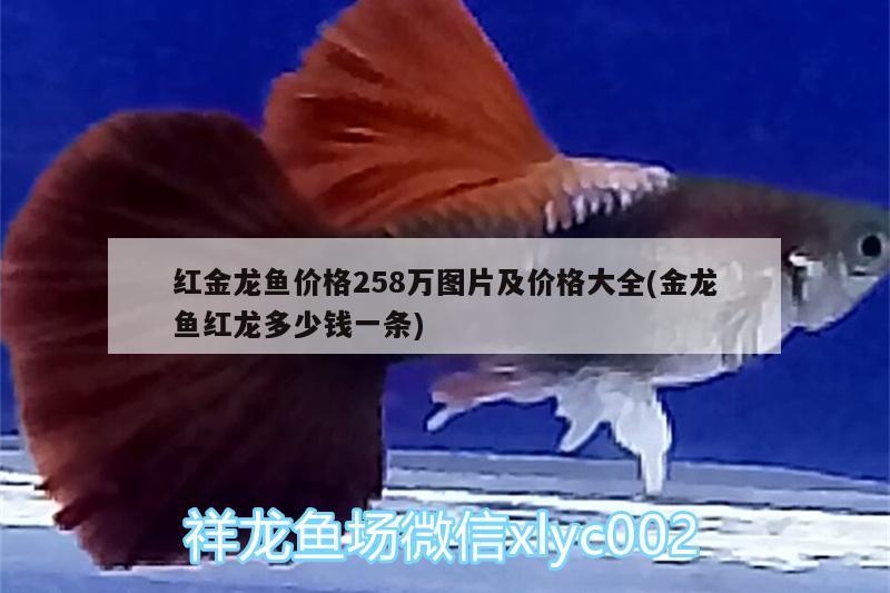 昆明锦鲤池维护（成都鲤鱼池） 水温计 第1张