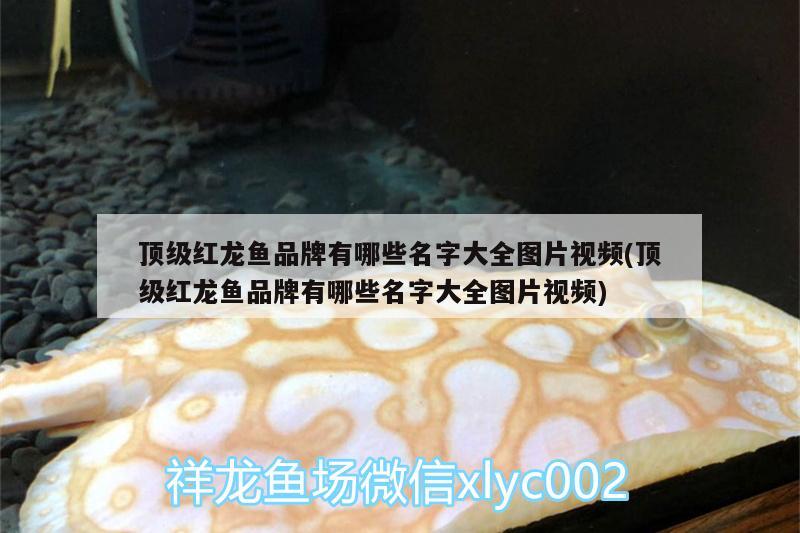 龙鱼撞缸的原因预兆是什么呢图片(龙鱼经常撞缸什么情况) 金龙福龙鱼