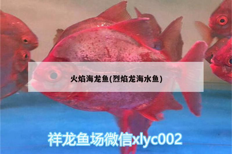 火焰海龙鱼(烈焰龙海水鱼)