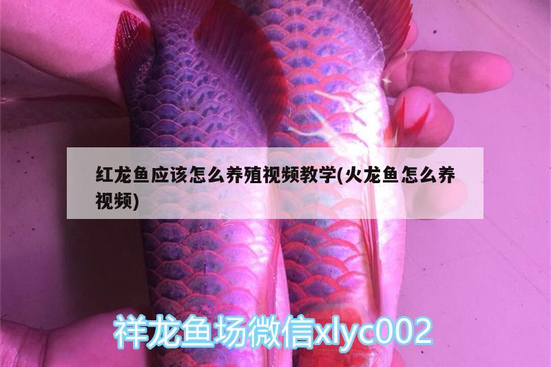 水虎能和龙鱼混养吗图片大全(水虎鱼和虎鱼混养) 食人鱼（水虎）