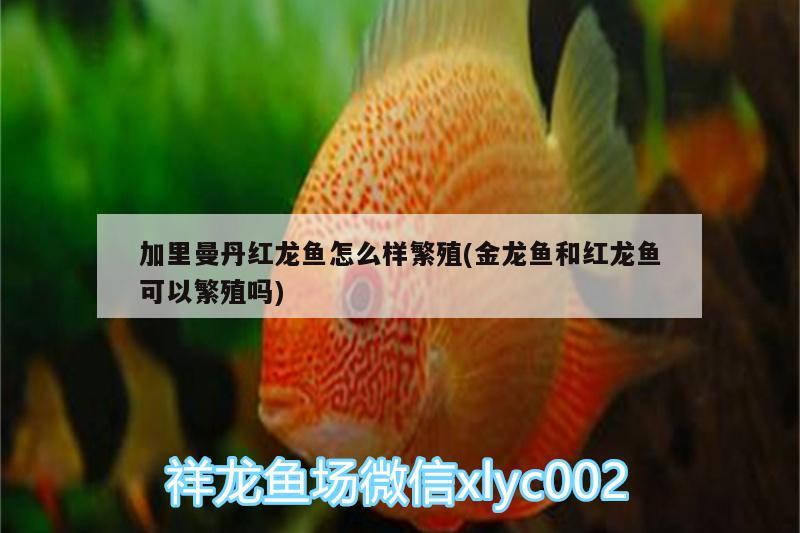 加里曼丹红龙鱼怎么样繁殖(金龙鱼和红龙鱼可以繁殖吗) 赤荔凤冠鱼