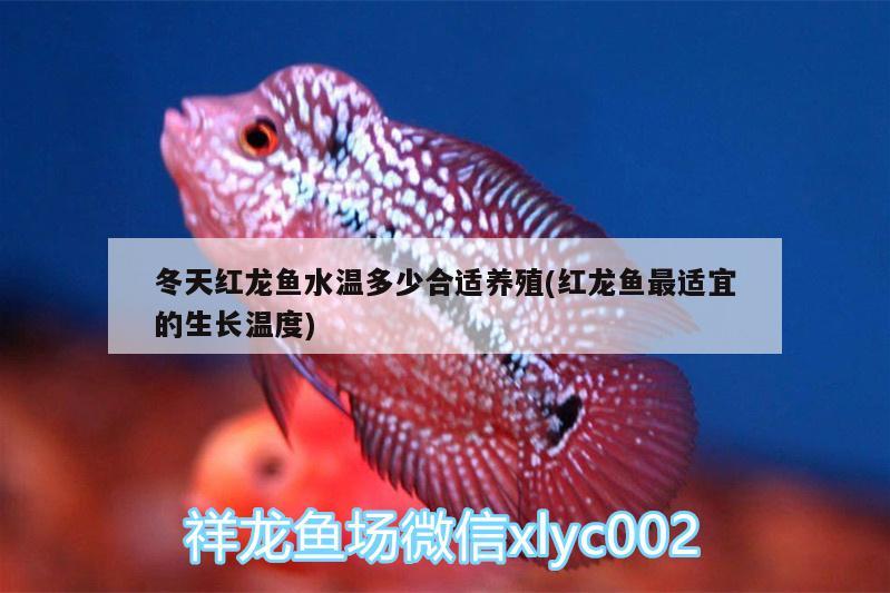 大姚水族批发市场：大姚水族批发市场在哪里 观赏鱼水族批发市场 第1张